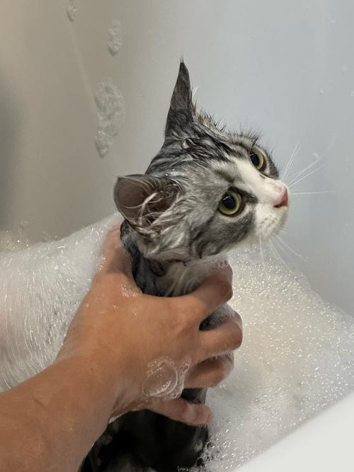 猫咪两个月可以洗澡吗,猫咪俩个月可以洗澡吗?-第6张图片-后鲨宠物 猫咪两个月可以洗澡吗,猫咪俩个月可以洗澡吗?-第6张图片-后鲨宠物