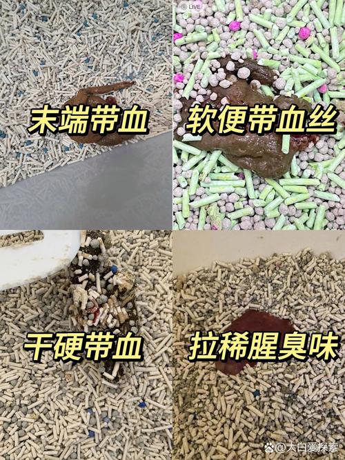 猫咪大便后肛门有血,猫咪大便后肛门有血的原因?-第1张图片-后鲨宠物 猫咪大便后肛门有血,猫咪大便后肛门有血的原因?-第1张图片-后鲨宠物