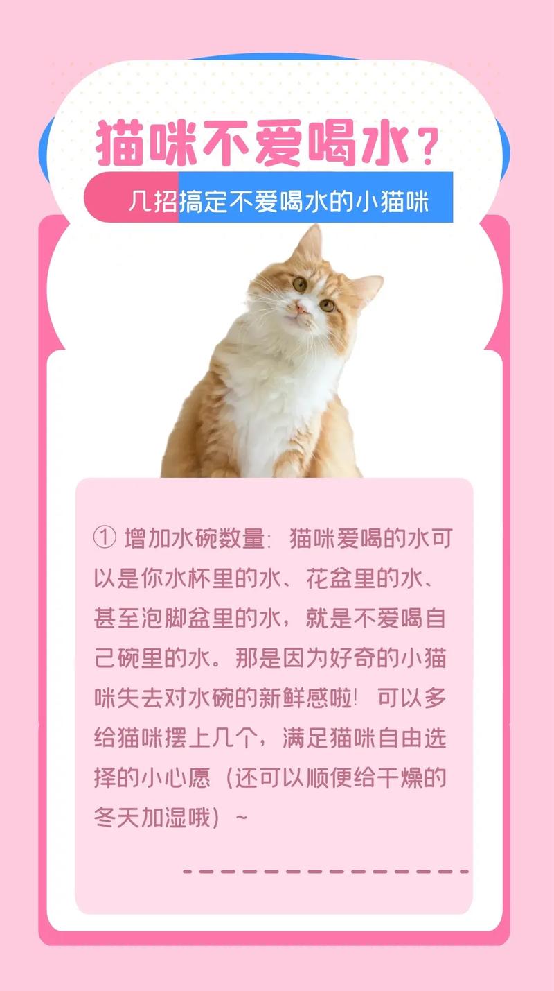 怎么给猫咪喂水_十个方法让猫咪多喝水-第6张图片-后鲨宠物 怎么给猫咪喂水_十个方法让猫咪多喝水-第6张图片-后鲨宠物