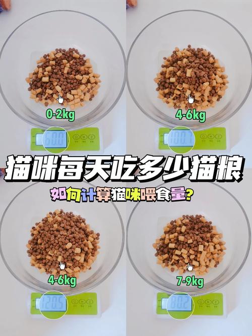 3个月猫咪吃多少猫粮_3个月猫咪吃多少猫粮合适-第6张图片-后鲨宠物 3个月猫咪吃多少猫粮_3个月猫咪吃多少猫粮合适-第6张图片-后鲨宠物