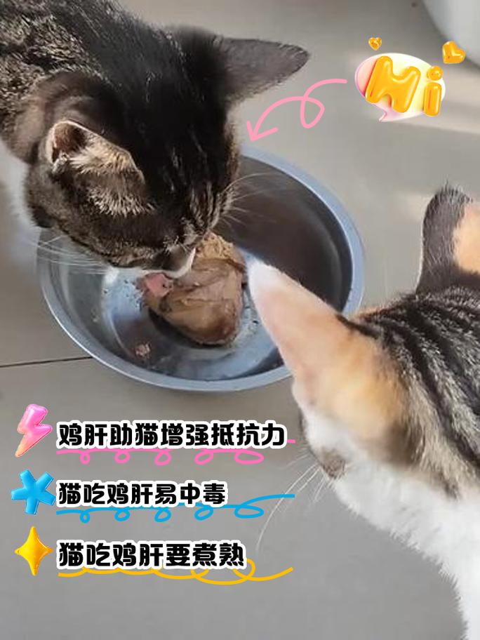 鸡肝猫咪能吃吗_猫咪能否吃鸡肝-第3张图片-后鲨宠物 鸡肝猫咪能吃吗_猫咪能否吃鸡肝-第3张图片-后鲨宠物
