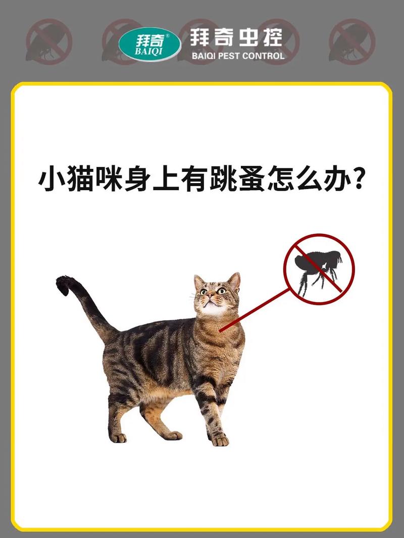 小猫咪身上有跳蚤怎么办_小猫身上有跳蚤怎么解决-第2张图片-后鲨宠物 小猫咪身上有跳蚤怎么办_小猫身上有跳蚤怎么解决-第2张图片-后鲨宠物