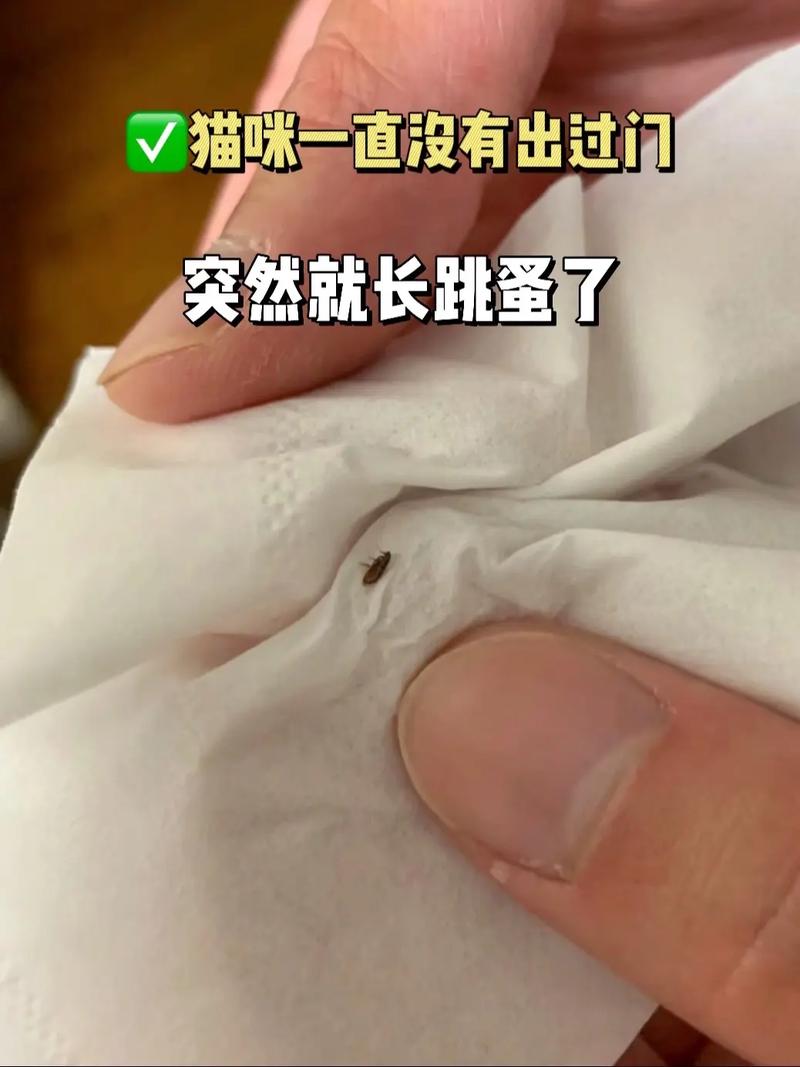小猫咪身上有跳蚤怎么办_小猫身上有跳蚤怎么解决-第4张图片-后鲨宠物 小猫咪身上有跳蚤怎么办_小猫身上有跳蚤怎么解决-第4张图片-后鲨宠物
