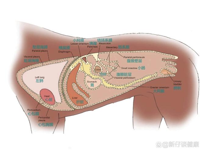 狗狗的肚子在哪里，狗狗肚子在哪个位置结构图？-第3张图片-后鲨宠物