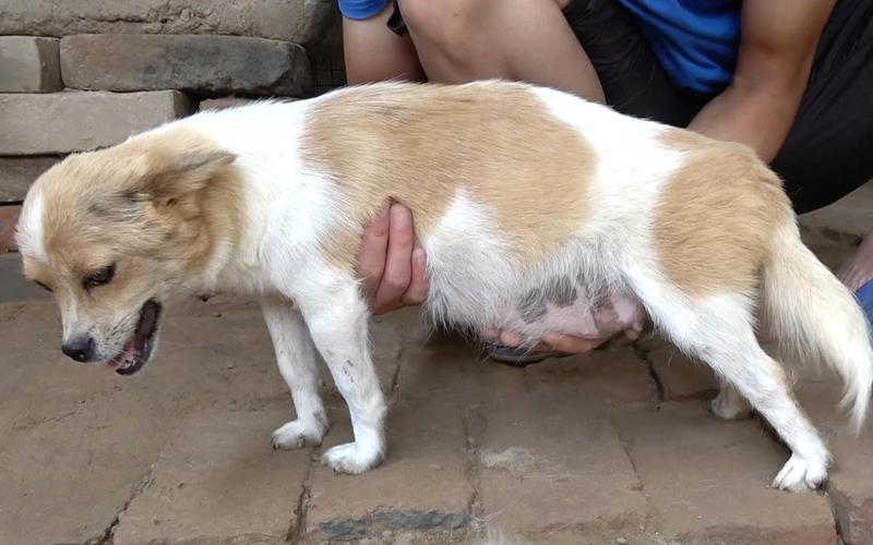 狗狗的肚子在哪里，狗狗肚子在哪个位置结构图？-第6张图片-后鲨宠物