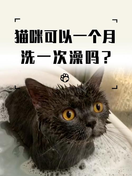 猫咪几天洗一次澡_猫咪几天洗一次澡合适呢-第3张图片-后鲨宠物 猫咪几天洗一次澡_猫咪几天洗一次澡合适呢-第3张图片-后鲨宠物
