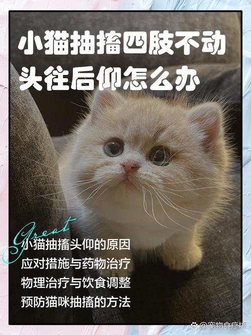 猫咪四肢僵硬头往后仰_猫咪四肢僵硬头往后仰是什么病-第1张图片-后鲨宠物 猫咪四肢僵硬头往后仰_猫咪四肢僵硬头往后仰是什么病-第1张图片-后鲨宠物