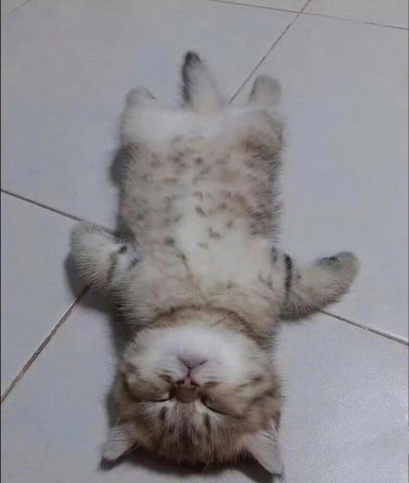 猫咪四肢僵硬头往后仰_猫咪四肢僵硬头往后仰是什么病-第3张图片-后鲨宠物 猫咪四肢僵硬头往后仰_猫咪四肢僵硬头往后仰是什么病-第3张图片-后鲨宠物