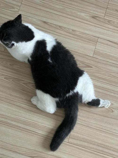 猫咪四肢僵硬头往后仰_猫咪四肢僵硬头往后仰是什么病-第4张图片-后鲨宠物 猫咪四肢僵硬头往后仰_猫咪四肢僵硬头往后仰是什么病-第4张图片-后鲨宠物