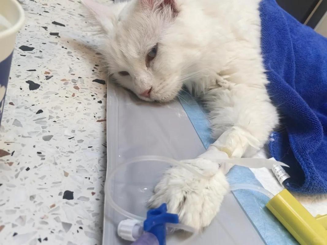 猫咪四肢僵硬头往后仰_猫咪四肢僵硬头往后仰是什么病-第5张图片-后鲨宠物 猫咪四肢僵硬头往后仰_猫咪四肢僵硬头往后仰是什么病-第5张图片-后鲨宠物