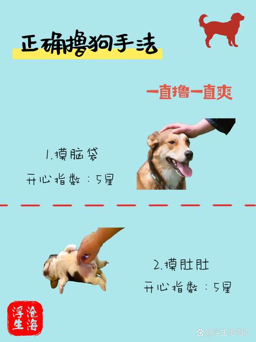 怎么样让狗狗听话,怎么样训狗狗才能让它听话-第1张图片-后鲨宠物 怎么样让狗狗听话,怎么样训狗狗才能让它听话-第1张图片-后鲨宠物