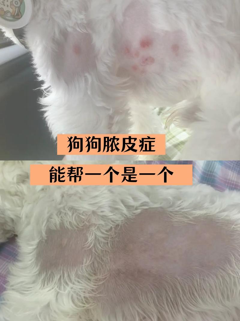 狗狗皮肤病反复发作怎么办,狗狗皮肤病总反复怎么办-第2张图片-后鲨宠物 狗狗皮肤病反复发作怎么办,狗狗皮肤病总反复怎么办-第2张图片-后鲨宠物