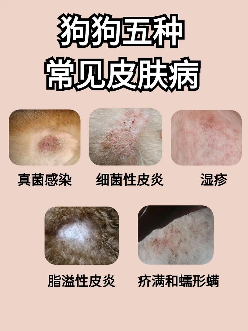 狗狗皮肤病反复发作怎么办,狗狗皮肤病总反复怎么办-第3张图片-后鲨宠物 狗狗皮肤病反复发作怎么办,狗狗皮肤病总反复怎么办-第3张图片-后鲨宠物