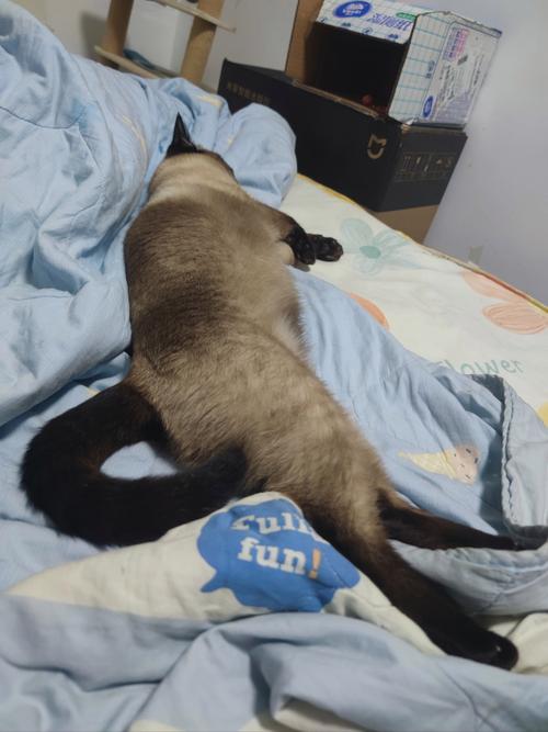 猫咪冬天会冷吗,猫咪冬天会冷吗用盖东西吗-第2张图片-后鲨宠物 猫咪冬天会冷吗,猫咪冬天会冷吗用盖东西吗-第2张图片-后鲨宠物