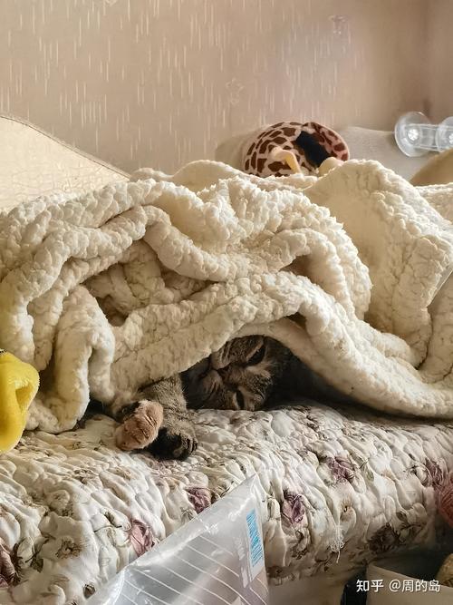 猫咪冬天会冷吗,猫咪冬天会冷吗用盖东西吗-第5张图片-后鲨宠物 猫咪冬天会冷吗,猫咪冬天会冷吗用盖东西吗-第5张图片-后鲨宠物