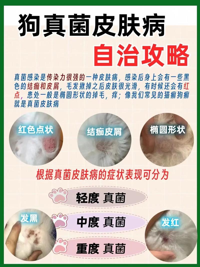 狗狗耳朵有螨虫怎么办_狗狗耳朵里有螨虫是什么症状-第2张图片-后鲨宠物 狗狗耳朵有螨虫怎么办_狗狗耳朵里有螨虫是什么症状-第2张图片-后鲨宠物