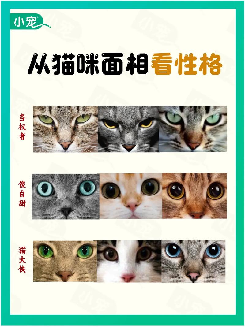 猫咪的性格特点_猫咪的性格是什么样的-第6张图片-后鲨宠物 猫咪的性格特点_猫咪的性格是什么样的-第6张图片-后鲨宠物