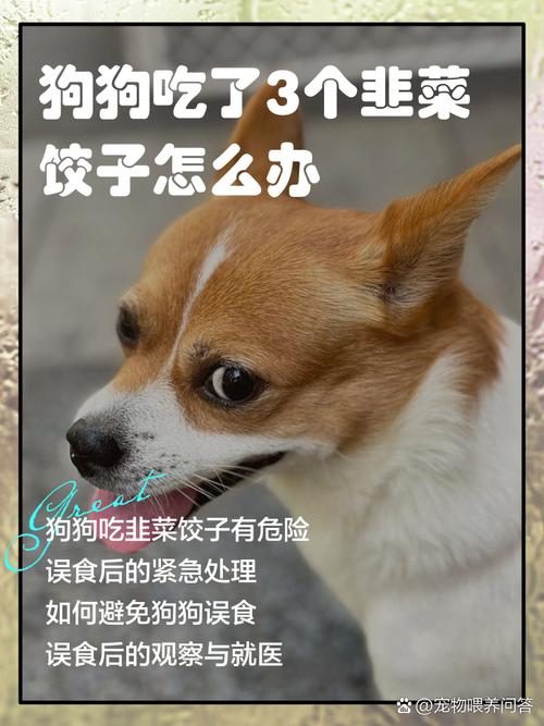 狗狗能吃韭菜鸡蛋吗,狗能吃韭菜鸡蛋馅儿的饺子吗-第6张图片-后鲨宠物 狗狗能吃韭菜鸡蛋吗,狗能吃韭菜鸡蛋馅儿的饺子吗-第6张图片-后鲨宠物