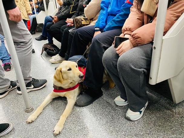 狗狗可以坐火车吗,狗狗可以上高铁动车吗?-第4张图片-后鲨宠物 狗狗可以坐火车吗,狗狗可以上高铁动车吗?-第4张图片-后鲨宠物