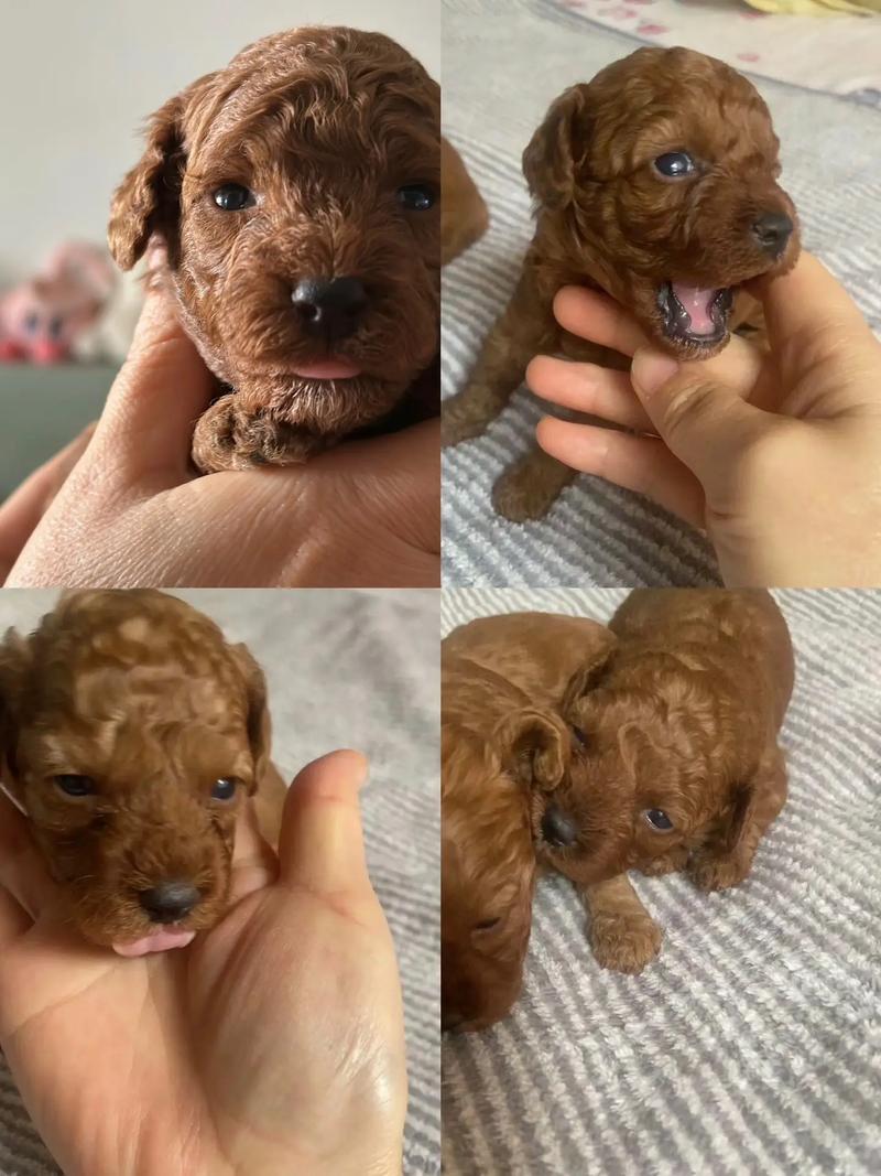  狗狗可以喝白粥吗，狗狗可以喝白粥吗会死吗-第4张图片-后鲨宠物