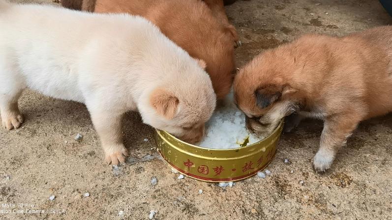  狗狗可以喝白粥吗，狗狗可以喝白粥吗会死吗-第6张图片-后鲨宠物