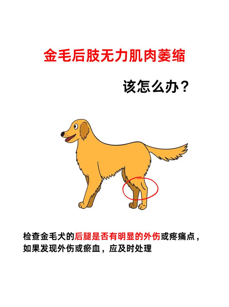 狗狗肌肉萎缩怎么恢复,狗狗肌肉萎缩怎么恢复快?-第1张图片-后鲨宠物 狗狗肌肉萎缩怎么恢复,狗狗肌肉萎缩怎么恢复快?-第1张图片-后鲨宠物