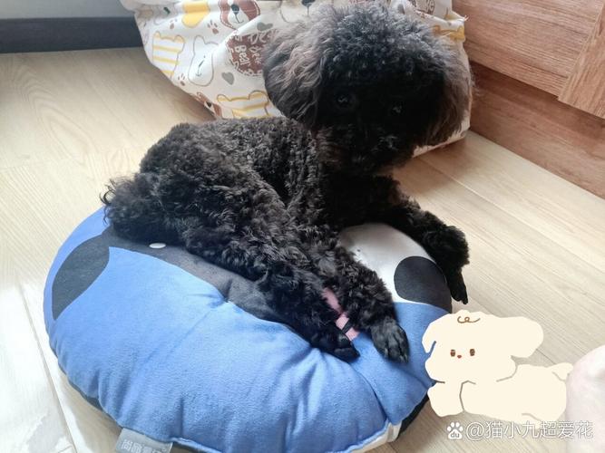 狗狗肌肉萎缩怎么恢复,狗狗肌肉萎缩怎么恢复快?-第3张图片-后鲨宠物 狗狗肌肉萎缩怎么恢复,狗狗肌肉萎缩怎么恢复快?-第3张图片-后鲨宠物