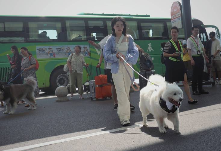狗狗可以坐动车吗_狗狗可以坐动车和飞机吗-第5张图片-后鲨宠物 狗狗可以坐动车吗_狗狗可以坐动车和飞机吗-第5张图片-后鲨宠物