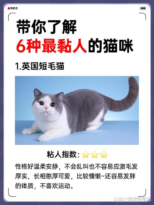 哪种猫咪最粘人，哪种猫最黏人又乖巧？-第2张图片-后鲨宠物