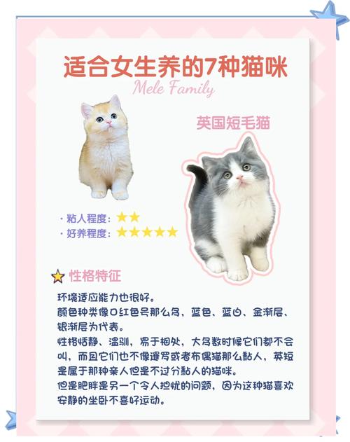 哪种猫咪最粘人，哪种猫最黏人又乖巧？-第3张图片-后鲨宠物