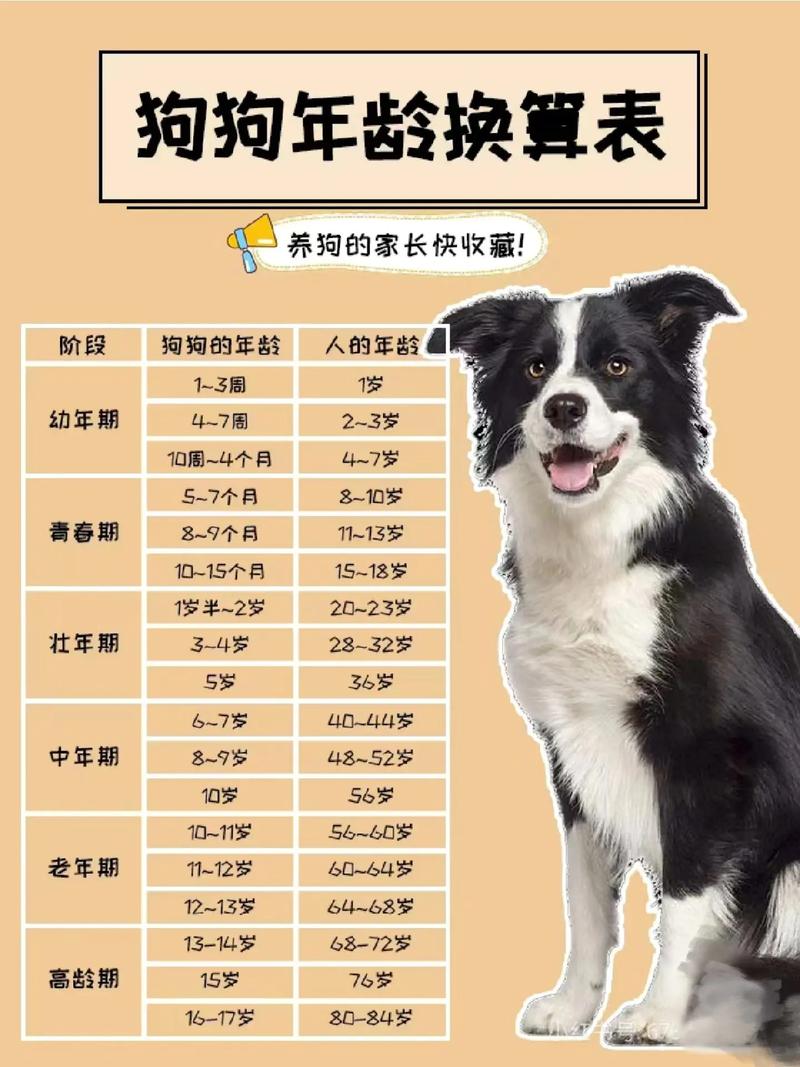 狗狗多大算成犬,狗子多大算成犬?-第6张图片-后鲨宠物 狗狗多大算成犬,狗子多大算成犬?-第6张图片-后鲨宠物