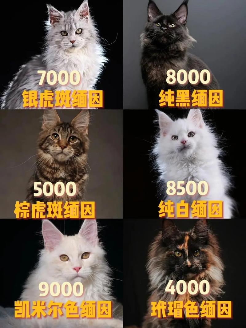 火车托运猫咪要多少钱,火车托运猫咪要多少钱一个?-第4张图片-后鲨宠物 火车托运猫咪要多少钱,火车托运猫咪要多少钱一个?-第4张图片-后鲨宠物