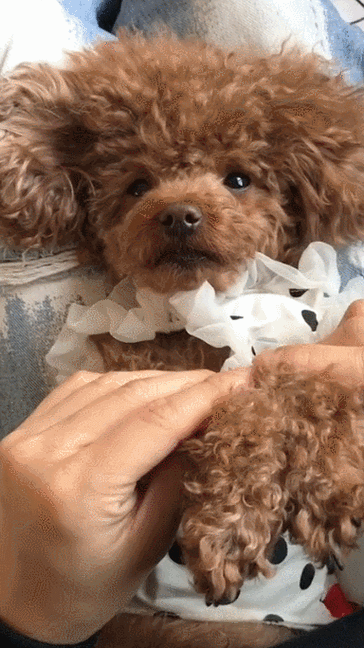 狗狗能吃奥利奥吗,狗狗能不能吃奥利奥吃了怎么办?-第5张图片-后鲨宠物 狗狗能吃奥利奥吗,狗狗能不能吃奥利奥吃了怎么办?-第5张图片-后鲨宠物