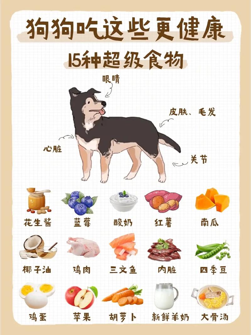 狗狗吃什么对身体好,小狗可以吃什么东西-第1张图片-后鲨宠物 狗狗吃什么对身体好,小狗可以吃什么东西-第1张图片-后鲨宠物