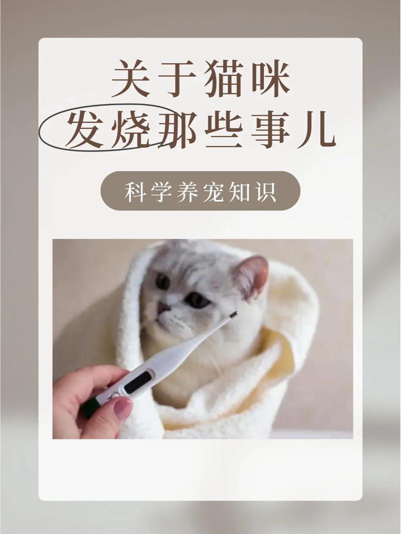 人感冒会传染给猫咪吗,猫咪感冒能自愈吗-第6张图片-后鲨宠物 人感冒会传染给猫咪吗,猫咪感冒能自愈吗-第6张图片-后鲨宠物