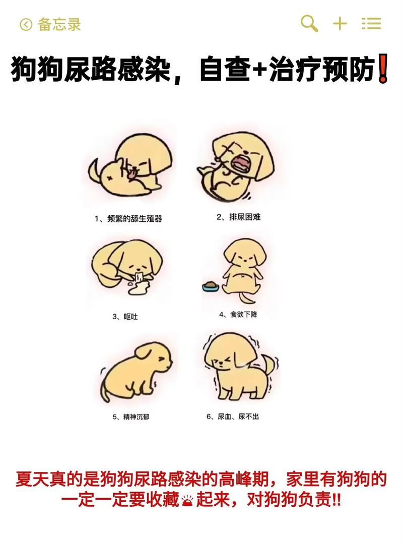 狗狗尿道炎怎么办,狗狗尿道炎会自愈吗-第3张图片-后鲨宠物 狗狗尿道炎怎么办,狗狗尿道炎会自愈吗-第3张图片-后鲨宠物