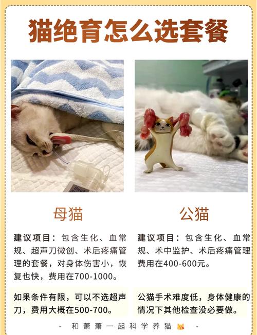 猫咪绝育手术要多少钱_猫咪绝育手术要多少钱一次-第5张图片-后鲨宠物 猫咪绝育手术要多少钱_猫咪绝育手术要多少钱一次-第5张图片-后鲨宠物
