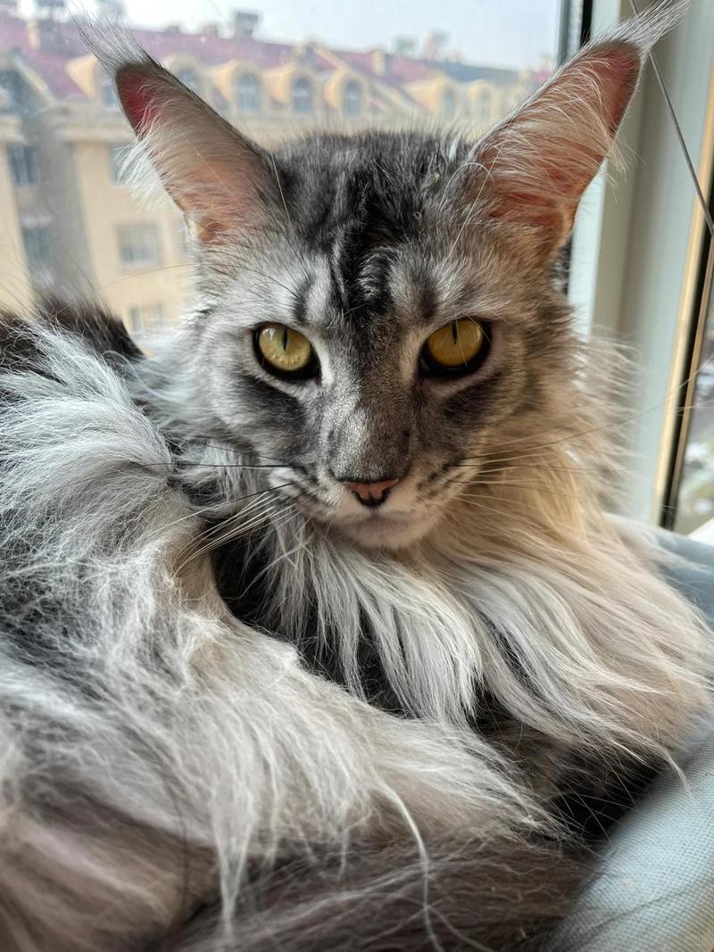 猫咪耳朵红红的_猫咪耳朵红红的热热的-第1张图片-后鲨宠物 猫咪耳朵红红的_猫咪耳朵红红的热热的-第1张图片-后鲨宠物