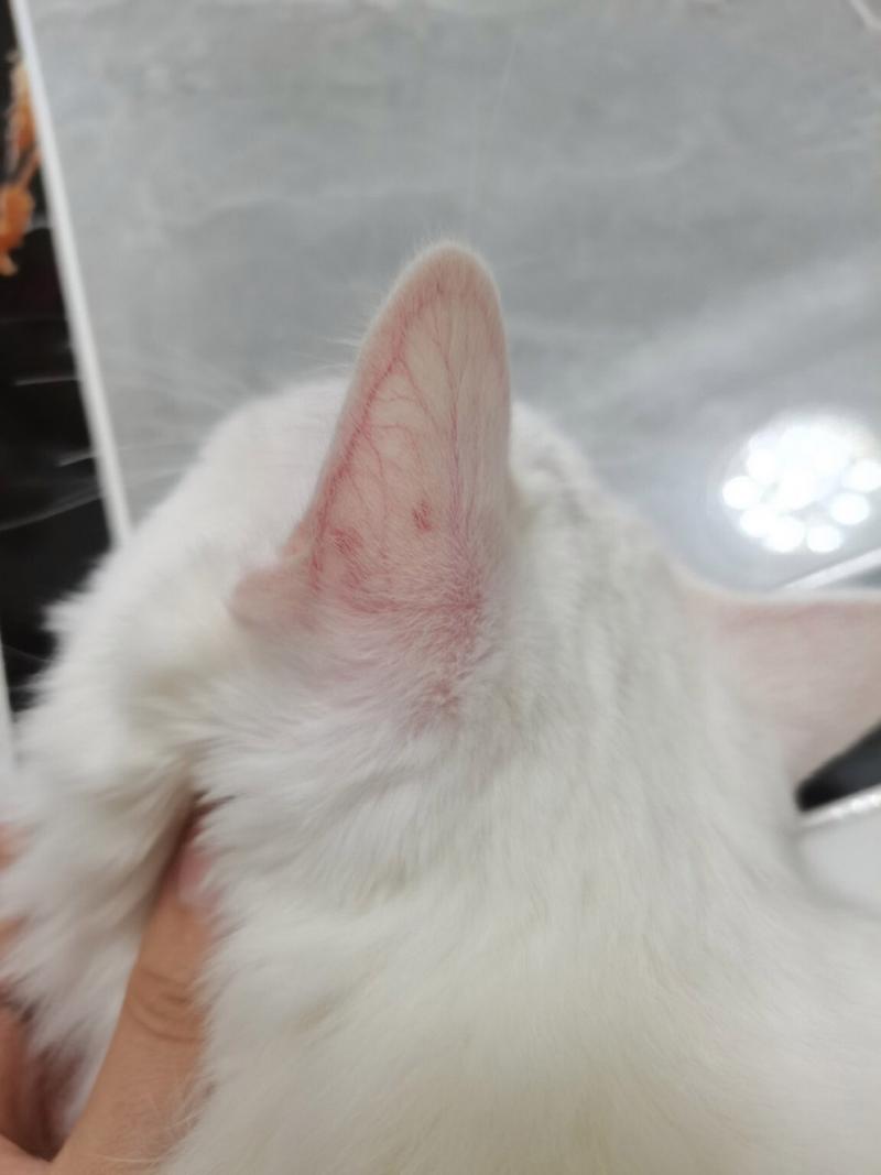 猫咪耳朵红红的_猫咪耳朵红红的热热的-第2张图片-后鲨宠物 猫咪耳朵红红的_猫咪耳朵红红的热热的-第2张图片-后鲨宠物