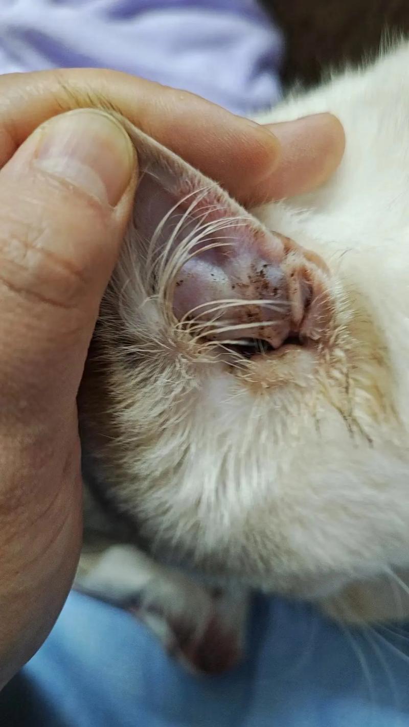 猫咪耳朵红红的_猫咪耳朵红红的热热的-第4张图片-后鲨宠物 猫咪耳朵红红的_猫咪耳朵红红的热热的-第4张图片-后鲨宠物