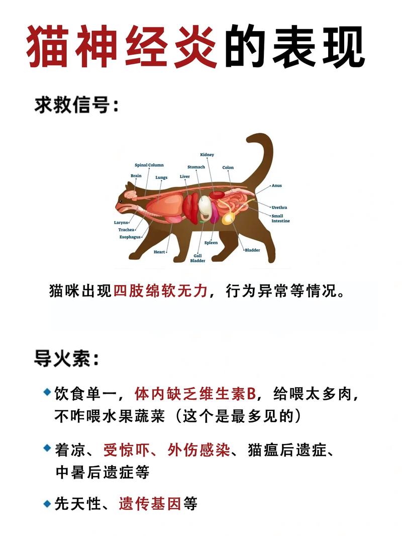 猫咪神经受损的表现,猫咪神经受损能自愈吗?-第1张图片-后鲨宠物 猫咪神经受损的表现,猫咪神经受损能自愈吗?-第1张图片-后鲨宠物