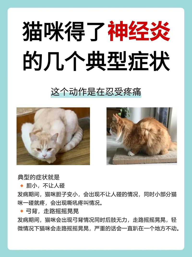 猫咪神经受损的表现,猫咪神经受损能自愈吗?-第3张图片-后鲨宠物 猫咪神经受损的表现,猫咪神经受损能自愈吗?-第3张图片-后鲨宠物
