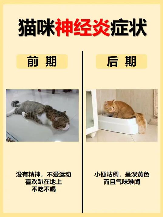猫咪神经受损的表现,猫咪神经受损能自愈吗?-第5张图片-后鲨宠物 猫咪神经受损的表现,猫咪神经受损能自愈吗?-第5张图片-后鲨宠物