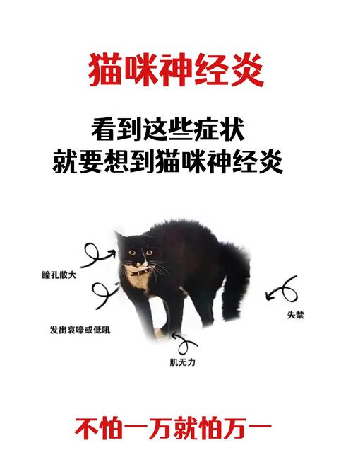 猫咪神经受损的表现,猫咪神经受损能自愈吗?-第6张图片-后鲨宠物 猫咪神经受损的表现,猫咪神经受损能自愈吗?-第6张图片-后鲨宠物