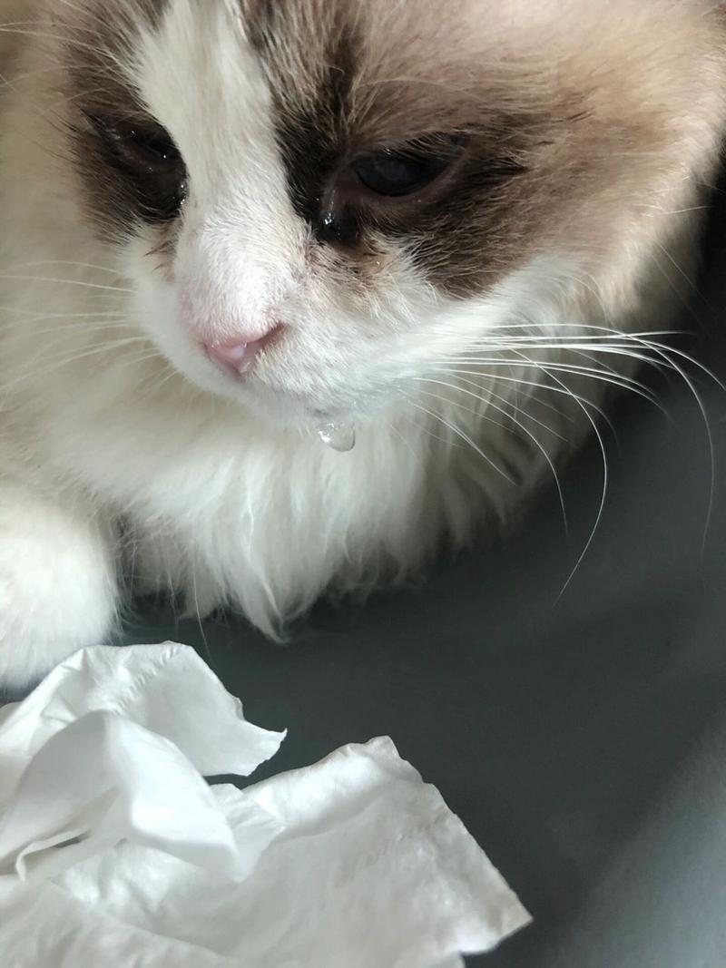 猫猫流口水是什么原因_猫咪流口水是为啥-第1张图片-后鲨宠物 猫猫流口水是什么原因_猫咪流口水是为啥-第1张图片-后鲨宠物