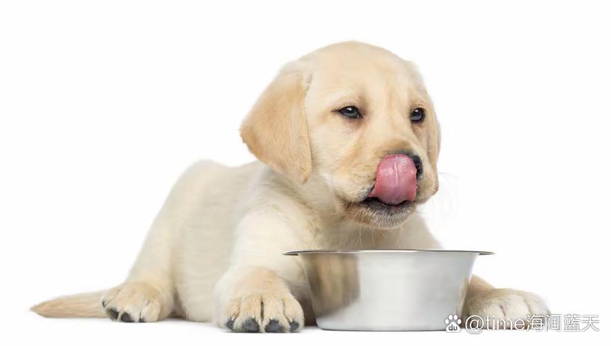 狗狗饿了的表现，狗狗饿了会怎么表现？-第1张图片-后鲨宠物