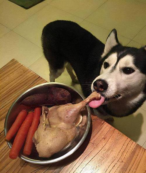 狗狗饿了的表现，狗狗饿了会怎么表现？-第2张图片-后鲨宠物