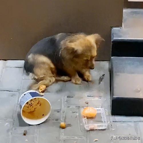狗狗饿了的表现，狗狗饿了会怎么表现？-第3张图片-后鲨宠物