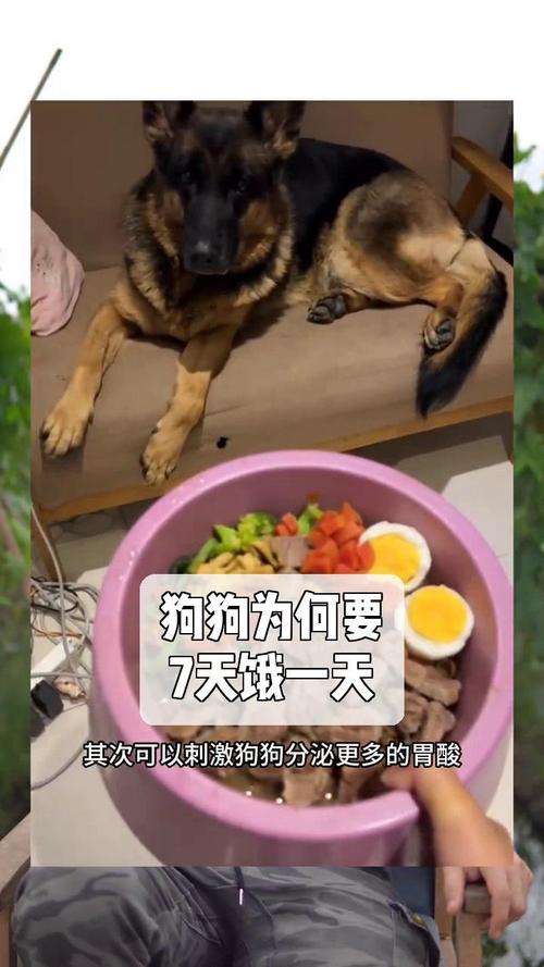 狗狗饿了的表现，狗狗饿了会怎么表现？-第5张图片-后鲨宠物