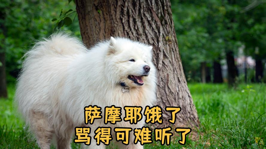 狗狗饿了的表现，狗狗饿了会怎么表现？-第6张图片-后鲨宠物